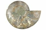 Cut & Polished Ammonite Fossil (Half) - Madagascar #241020-1